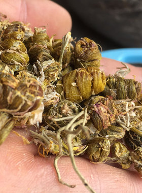 树上梨树果树上铁皮枫斗连根龙头凤尾铁皮石斛