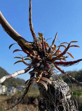 食用现剪近野梨树上铁皮石斛老条红条 多年老鲜条可榨汁煮水