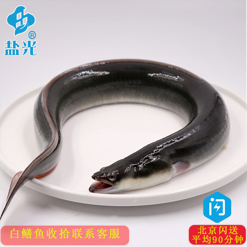 白鳝鱼750-950g/条鳗鱼可以帮忙收拾去骨鳝片鳝丝鳝段泥鳅烤鳗