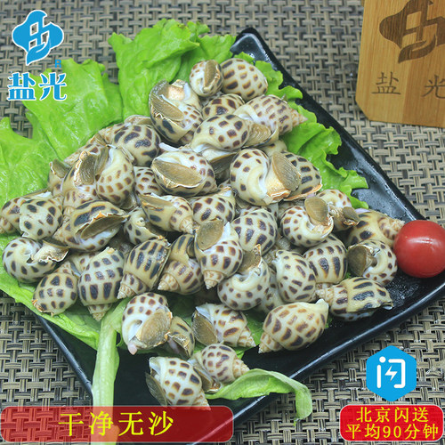 鲜活花螺新鲜500g北京闪送海鲜水产东风螺海猪南风螺海螺贝类贝壳