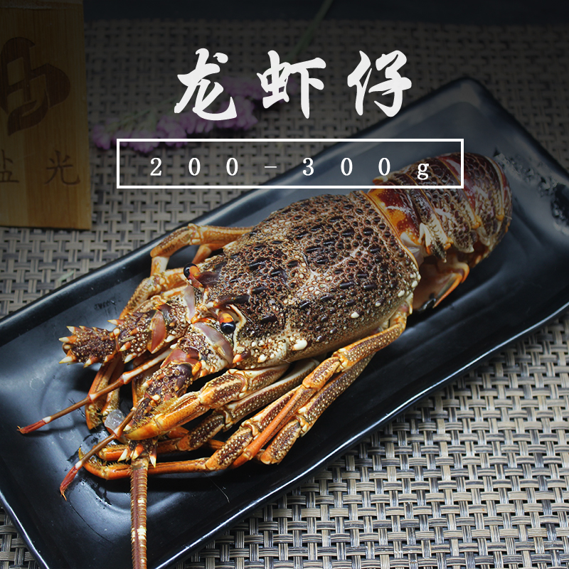 鲜活南非野生龙虾仔200-300g 澳洲龙虾单只出售 闪送包活快递包鲜
