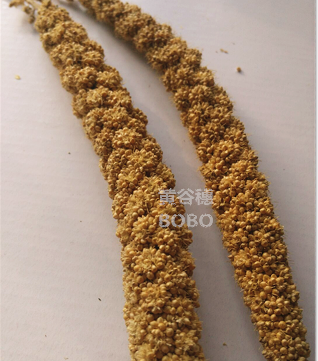 仓鼠粗纤维谷穗增加粗纤维