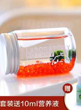 marimo幸福海藻球营养液微景观生态瓶绿球藻水培植物盆栽栖水瓶