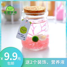 marimo幸福海藻球微景观生态瓶玻璃瓶迷你盆栽创意礼物水培植物