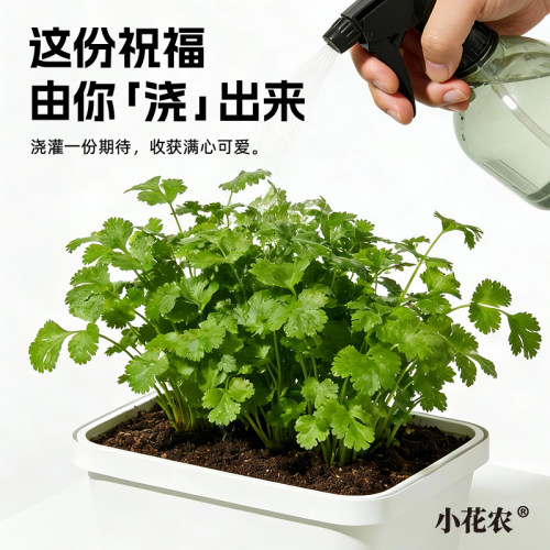 小花农儿童种植香菜草莓萝卜盆栽