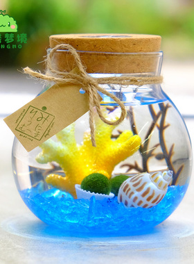 marimo海藻球微景观 恋与球藻许墨同款 迷你盆栽创意礼物水培植物