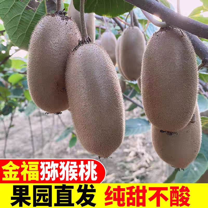陕西周至金福猕猴桃超甜鲜果奇异果5斤10斤礼盒装果农直发包邮