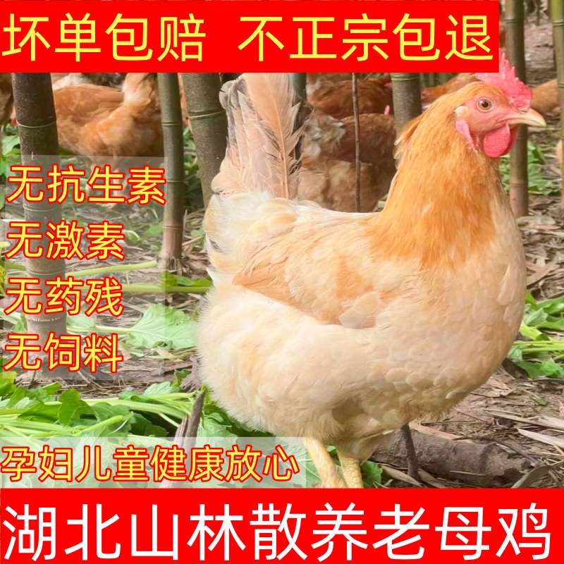 湖北山林粮食散养走地笨鸡跑山土鸡孕妇坐月子正宗老母鸡包邮