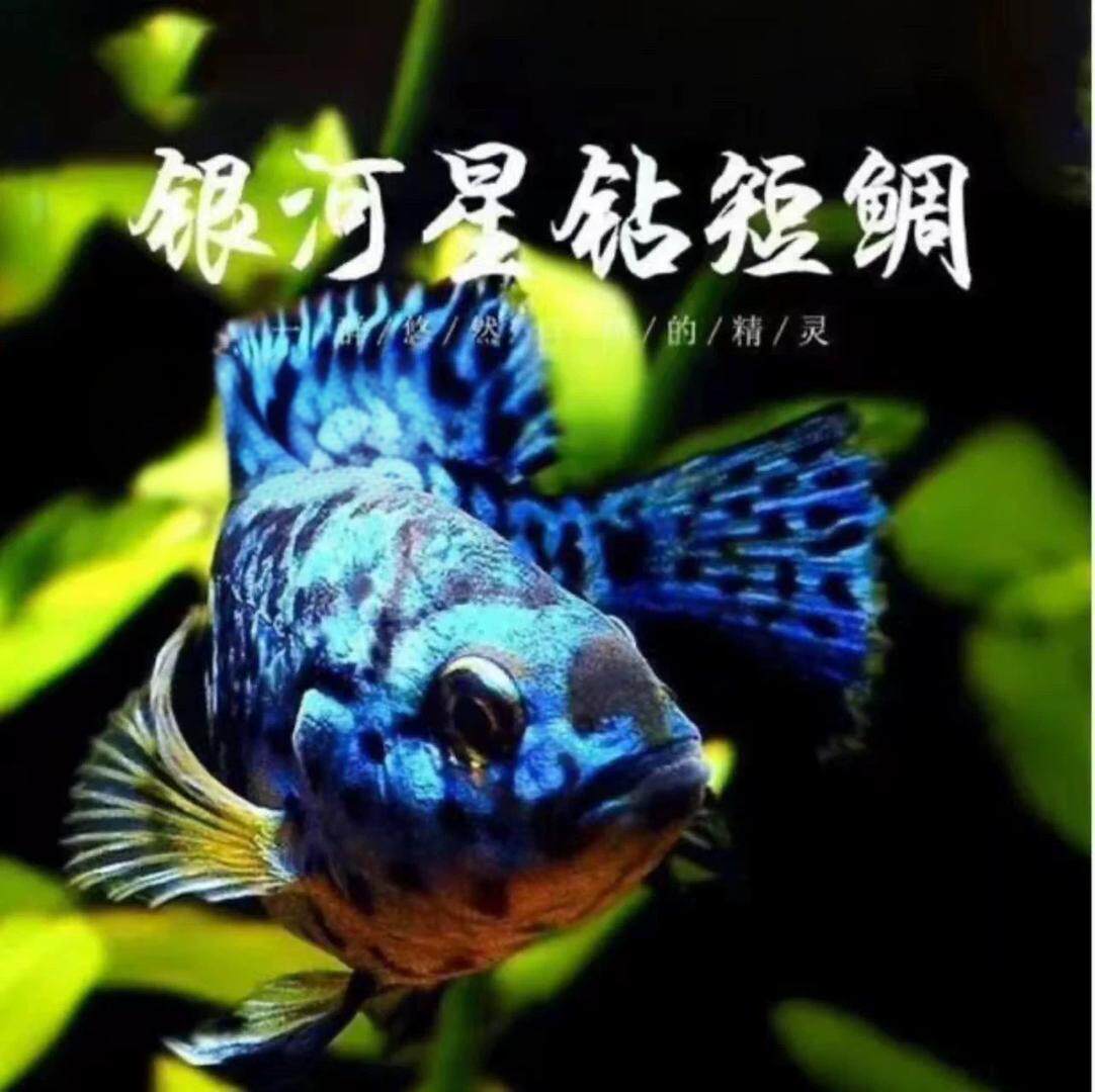 银河星钻鱼短鲷美洲慈鲷鱼三湖慈鱼