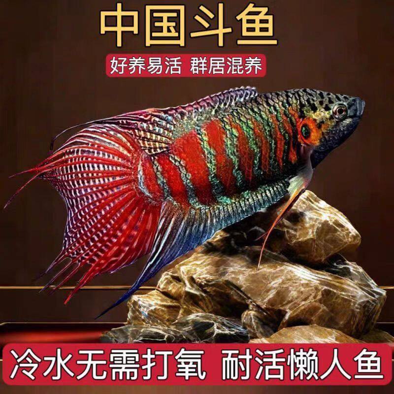 食蚊鱼专吃蚊虫活体冷水观赏鱼不打氧小型淡水好养耐活冷水鱼