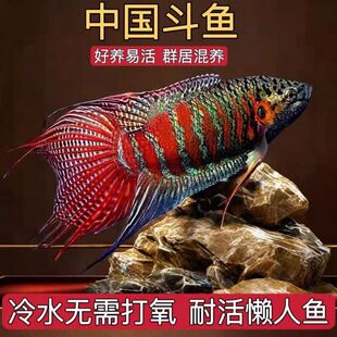 食蚊鱼专吃蚊虫活体冷水观赏鱼不打氧小型淡水好养耐活冷水鱼