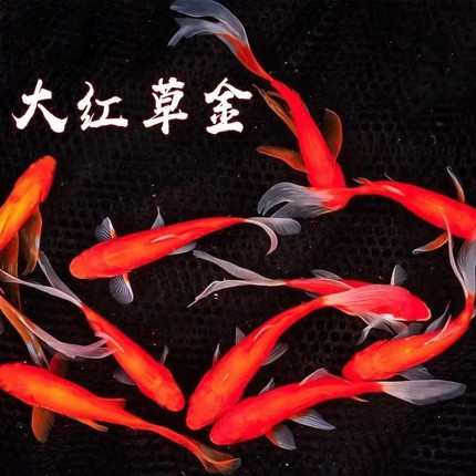 长尾大红草金鱼好养耐活观赏鱼锦鲤活体冷水鱼淡水鱼锦鲫龙凤长尾