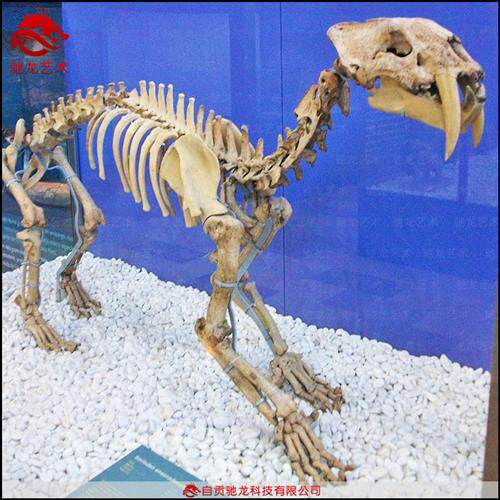 仿真剑齿虎骨架化石大型灭绝古生物骨头化石骨骼模型博物馆摆件