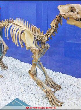 仿真剑齿虎骨架化石大型灭绝古生物骨头化石骨骼模型博物馆摆件
