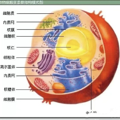 动物植物细胞模型初中高中生物细胞模型教具道具教学