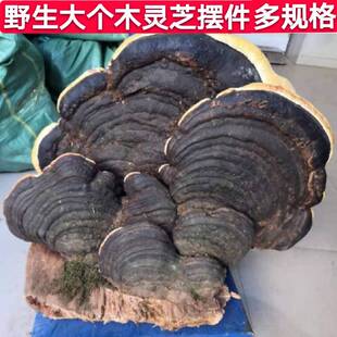 树舌灵芝野生大灵芝摆件特大巨型盆景木灵芝盆景观赏艺术品500克