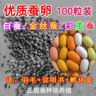 蚕卵100粒蚕宝宝卵彩色茧蚕卵蚕七彩色蚕种蚕子活体送桑叶包孵化