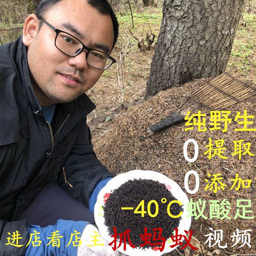 黑蚂蚁干中药500g野生养生泡酒