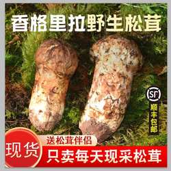 冷冻野生松茸新鲜野生菌现挖现发松茸云南美味正宗香格里拉松茸菌
