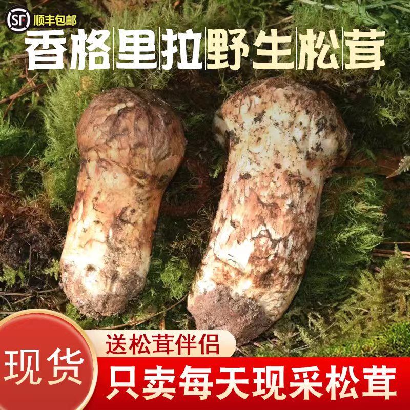 云南香格里拉松茸新鲜新鲜野生菌