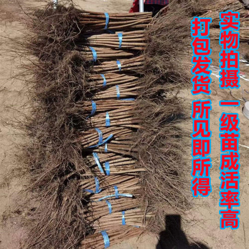 大榛子树苗辽宁平欧榛子苗耐寒抗旱高产达维玉坠辽榛 基地直发