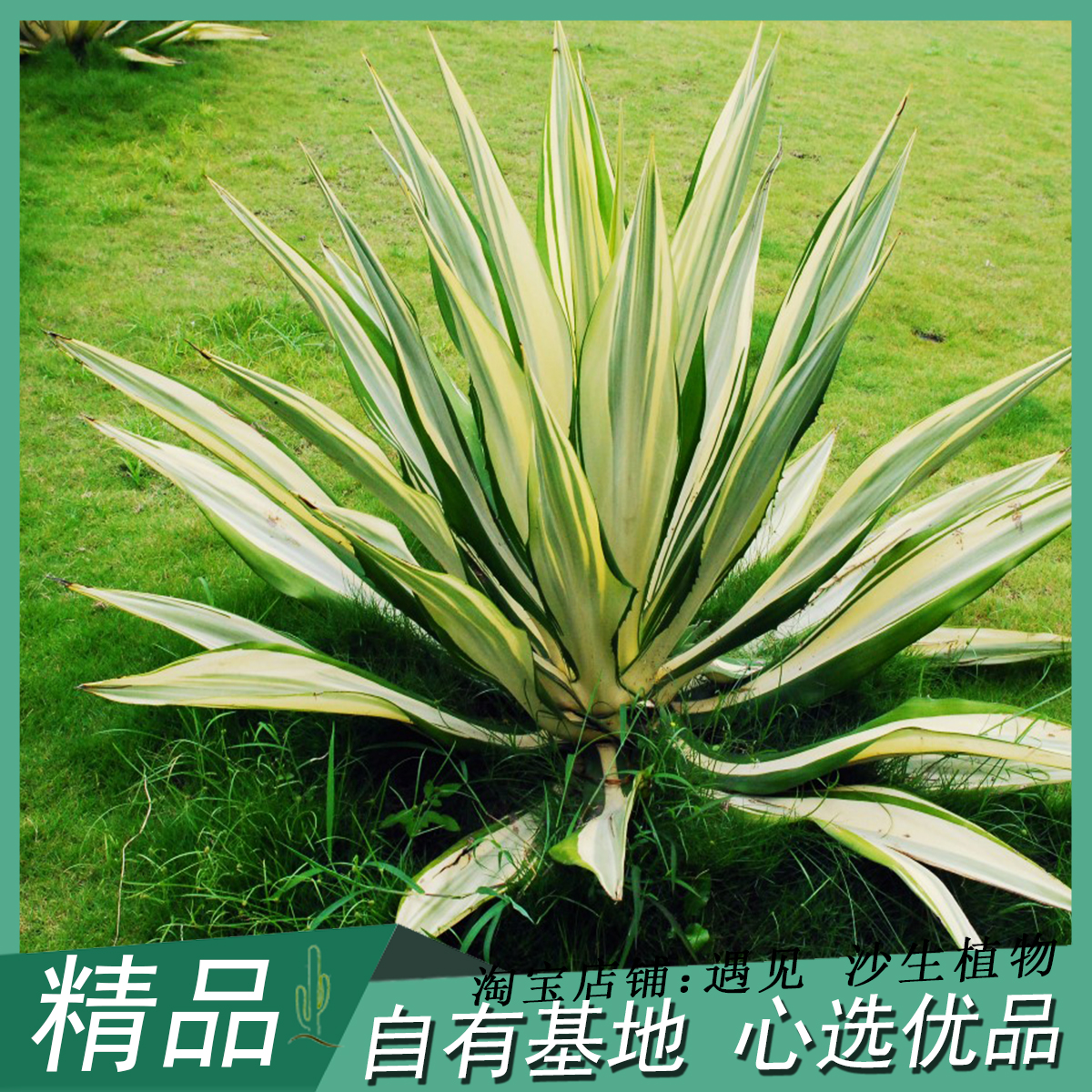 庭院景观好养美观龙舌兰科植物