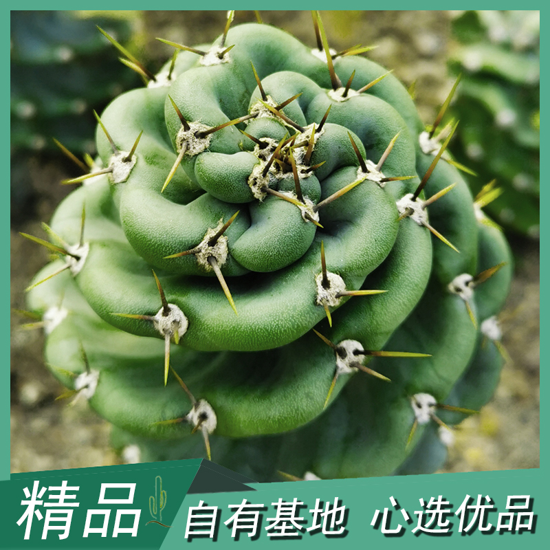 沙生植物户外好养仙人柱