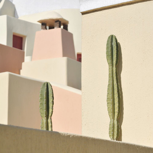 无根量天尺仙人柱现剪侧芽室内外易长根易养护粗直耐旱仙人掌植物