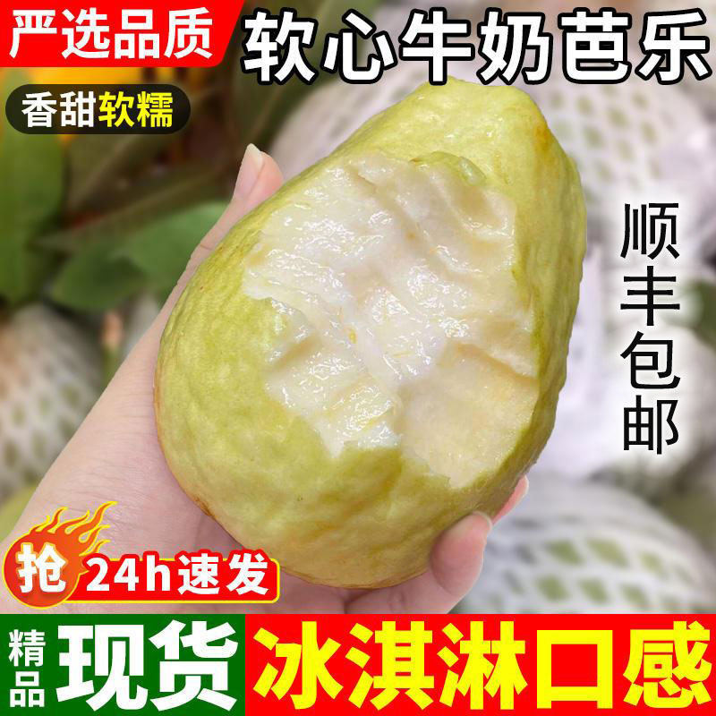福建顺丰包邮奶油芭乐白心番石榴现摘现发新鲜软糯水果孕妇芭乐果