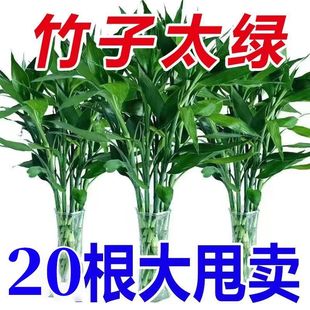 富贵竹水培植物竹子水养富贵竹客厅绿植招财正宗富贵竹粗竹