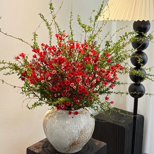 澳洲腊梅年宵鲜花云南基地直发超长花期鲜切花水培雪柳春节花卉