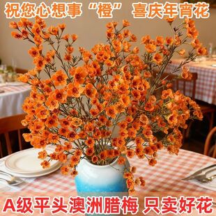 澳洲腊梅花云南花期基地直发客厅花卉室内腊梅水培鲜切花年宵花苞