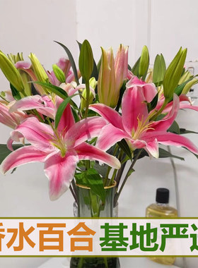 【云南香水百合】花鲜花花束批发云南昆明基地现采直发水养鲜花