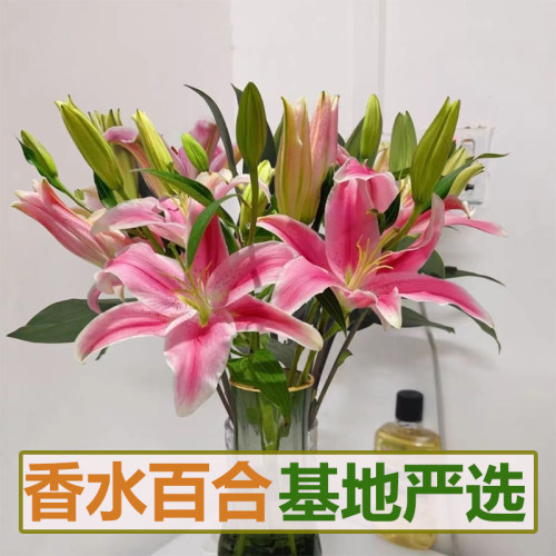 【云南香水百合】花鲜花花束批发云南昆明基地现采直发水养鲜花