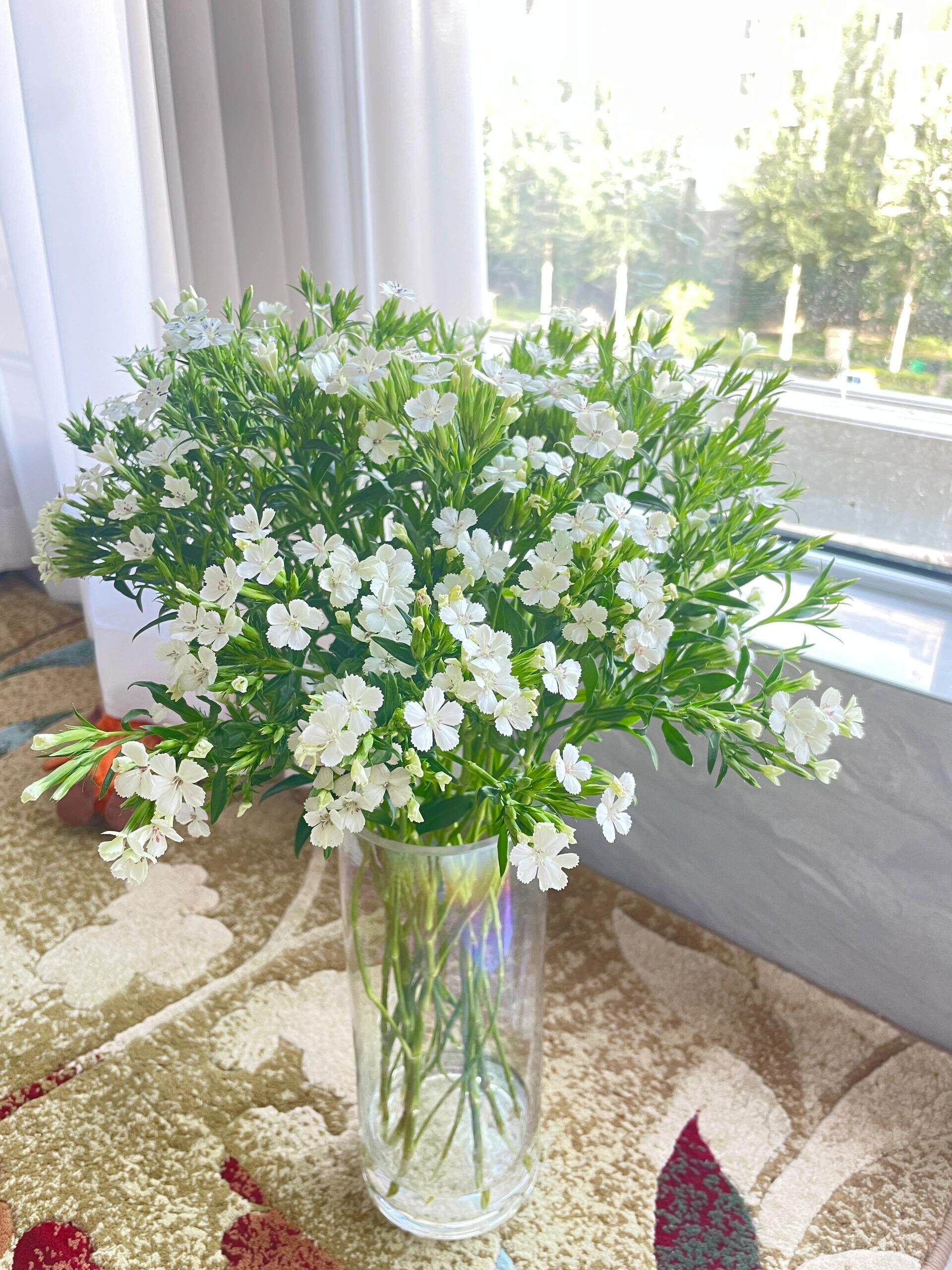 青梅鲜花云南直发昆明基地花卉插花真花斗南花市配花水培水养顺丰