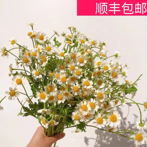 洋甘菊鲜花云南昆明斗南基地直发先切花家庭水养卧室客厅宴会插花