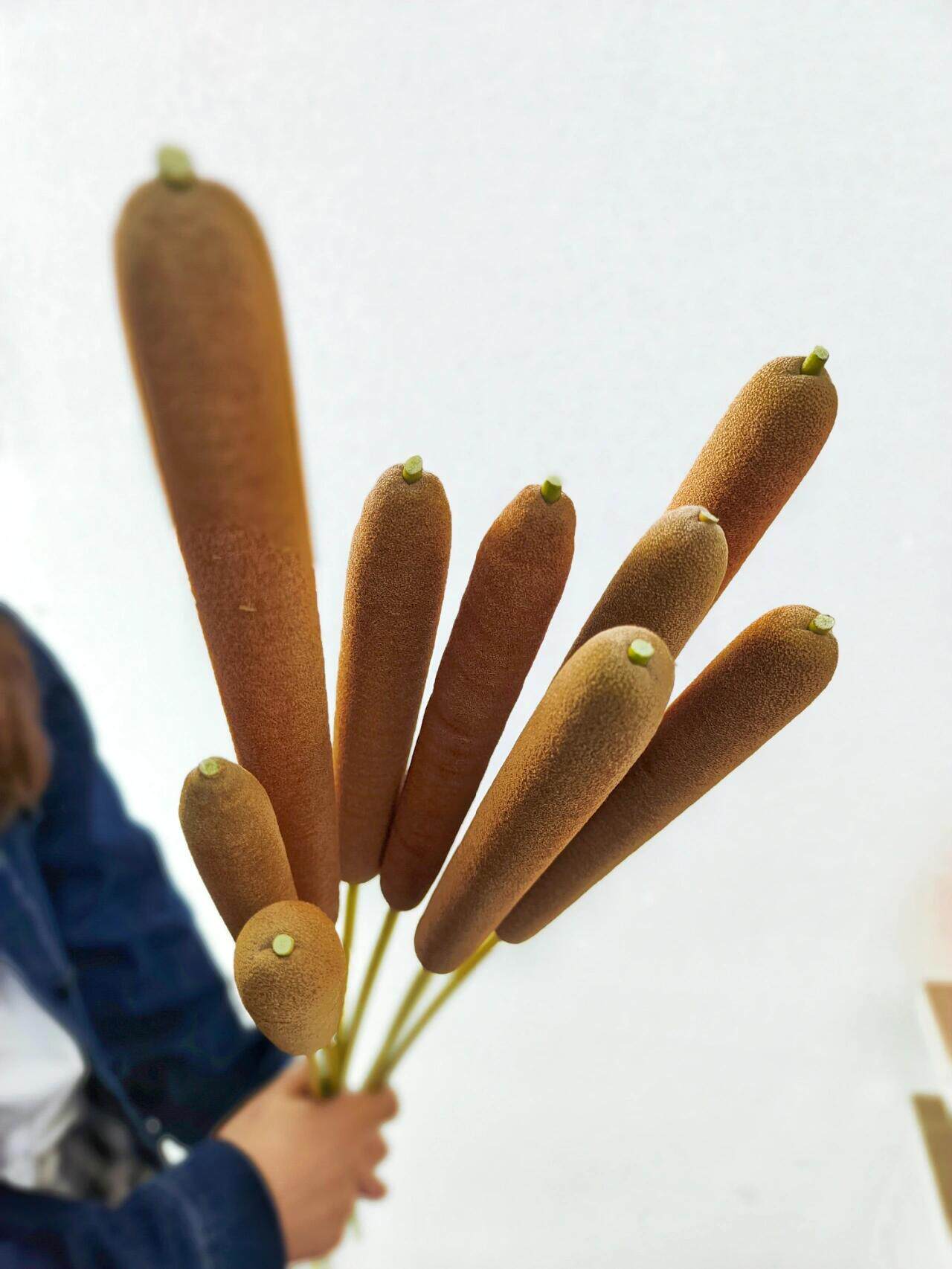 蒲棒天香香蒲云南基地直发鲜切花