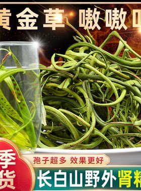 正品长白山野生肾精草小叶化石草泡茶石韦草嗷嗷叫黄金草中药材