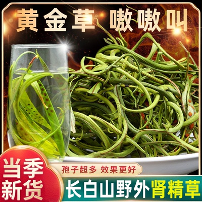 正品长白山野生肾精草小叶化石草泡茶石韦草嗷嗷叫黄金草中药材
