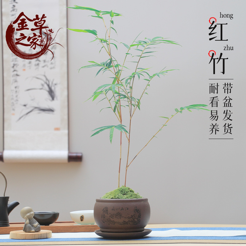 红竹盆景观音竹书房庭院阳台植物小红竹子苗竹子盆栽室内桌面