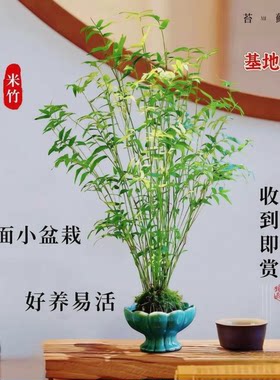 苔藓球米竹/观音竹水培盆景好养
