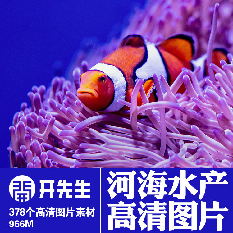 海洋生物水产鱼虾蟹海鲜水母章鱼设计素材/源文件
