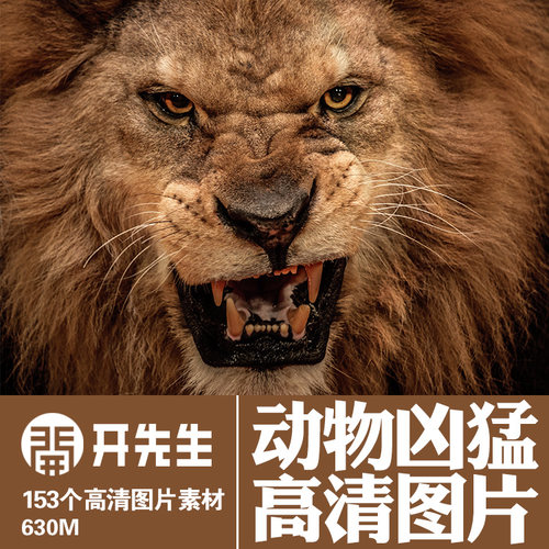 动物凶猛老虎狮子豹子熊鳄鱼蛇蜥蜴狼河马犀牛无版权高清图片素材