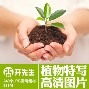 绿色植物特写树叶小草叶脉苔藓露珠蘑菇无版权可商用高清图片素材