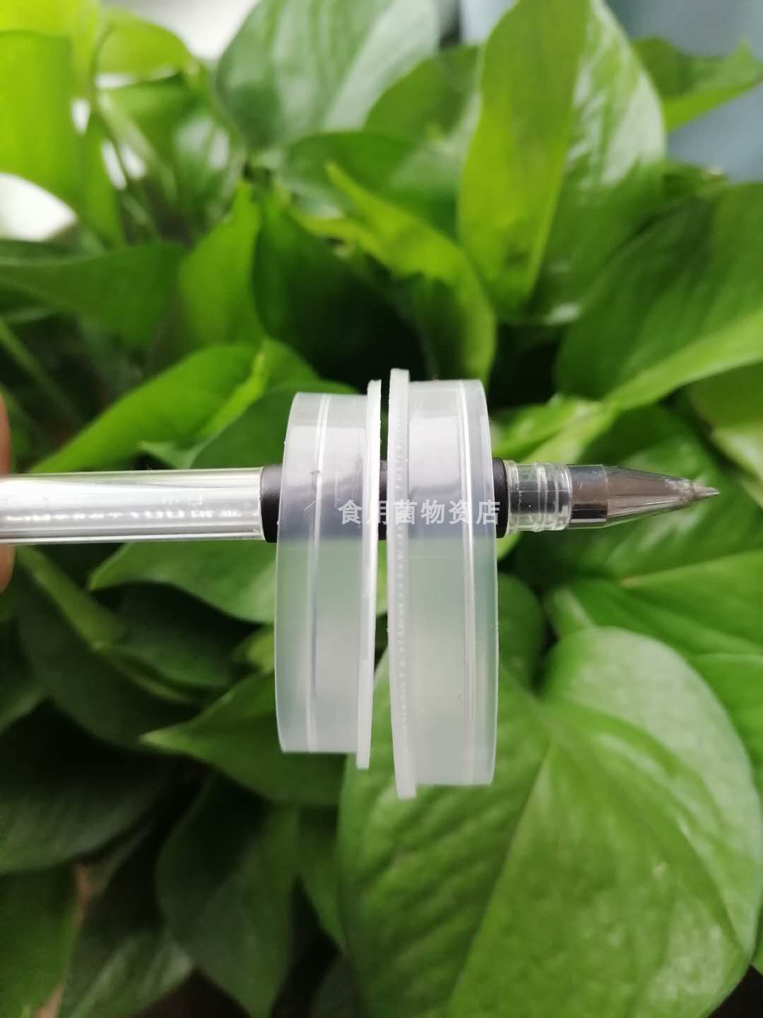 平菇出菇圈 食用菌套环透明加硬厚 蘑菇一次性PP塑料耐高温56胶圈