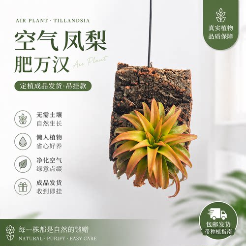 卧室厨房客厅去除甲醛甲苯