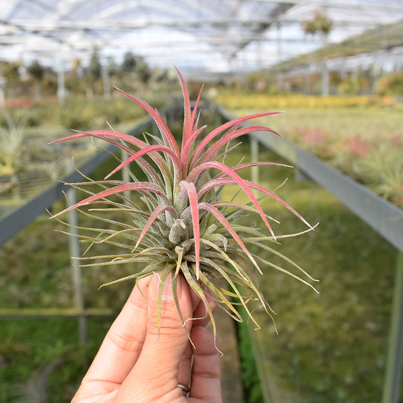 空气凤梨空气草无土植物净化空气黄精灵杂交绿精灵 小编推荐 Wepost 全民代运 马来西亚中国淘宝代运与集运专家