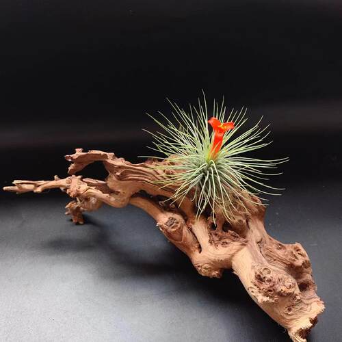 空气凤梨室内阳台美观