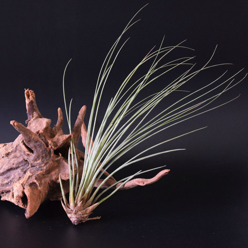 空气凤梨空气铁兰 空气植物空风 大三色juncefolia  空凤江苏基地