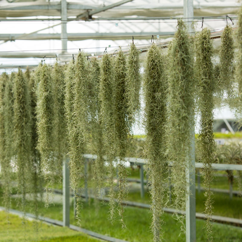 空氣鳳梨無土植物空氣草松蘿老人須組合掛飾辦公室吸甲醛垂吊植物